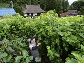 A woman cropping mulberry leaves