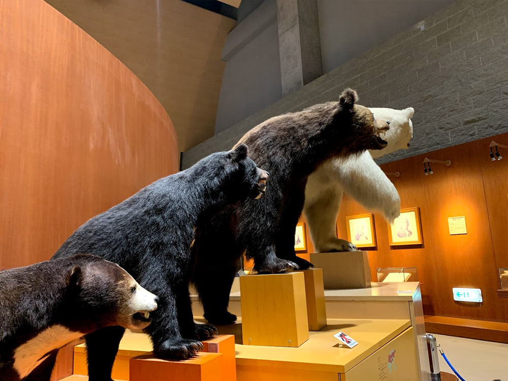 群馬県自然史博物館の展示物クマ