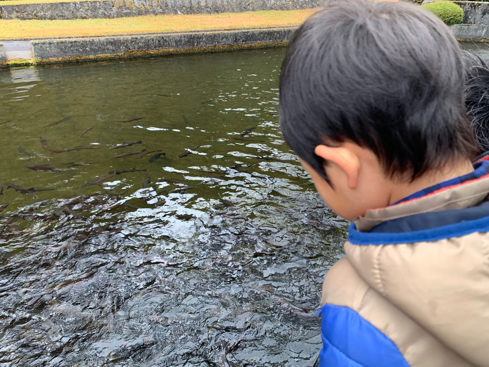 奥日光ファミリーランド白根魚苑で養魚池の魚に夢中の息子
