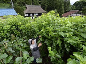 桑を刈り取る女性