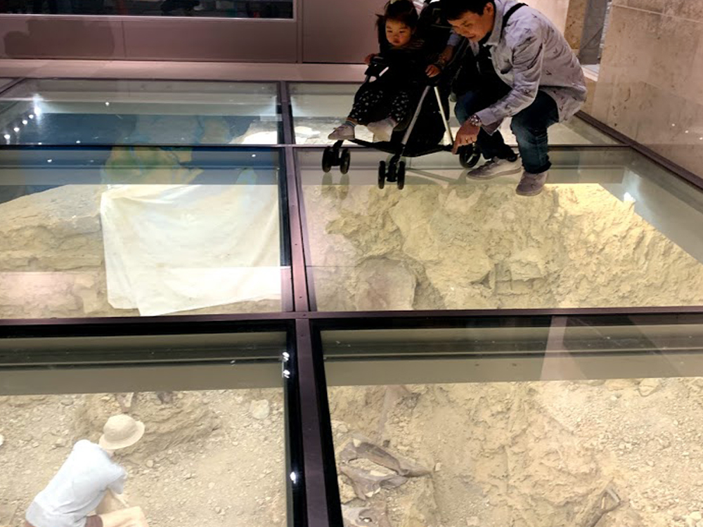 群馬県自然史博物館のトリケラトプス発掘現場の実寸再現ジオラマ