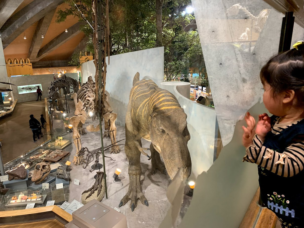 群馬県自然史博物館のティラノサウルスの模型を上から見る娘